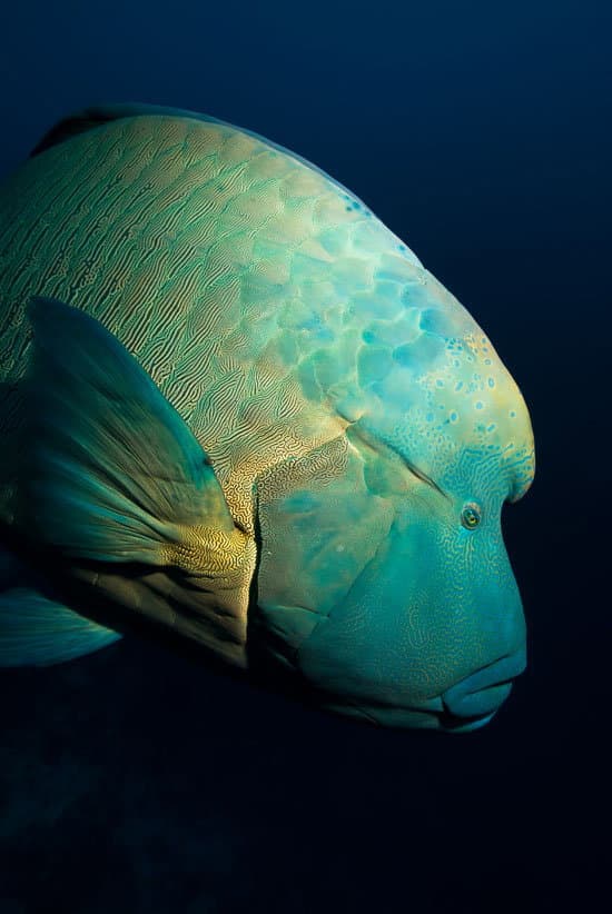 Underwater photograph by Erich Reboucas
